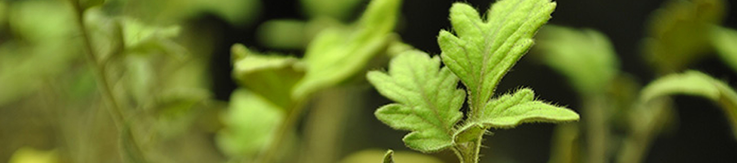 EDUCATION | Botany
